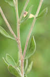 Dixie whitetop aster